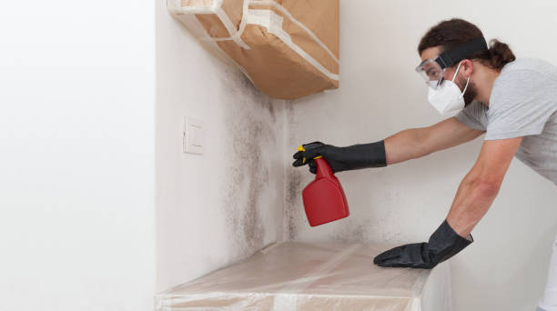 Professional Basement Mold Remediation technician working in Hibernia, NJ