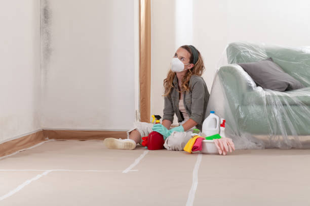 Reliable Basement Mold Remediation contractor in Hibernia, NJ by WQB Mold Removal