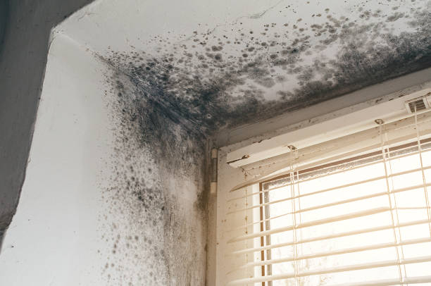 Affordable Basement Mold Remediation solutions in Hibernia, NJ